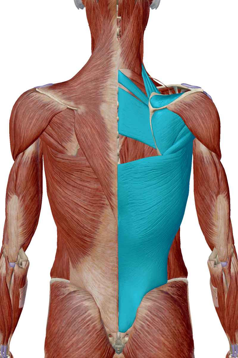 Dolor lumbar - José Enrique