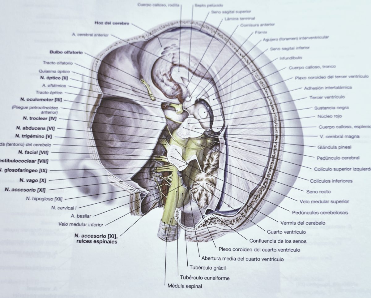 nervios craneales
