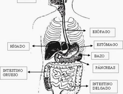 Aparato Digestivo; Osteopatía Visceral (I)